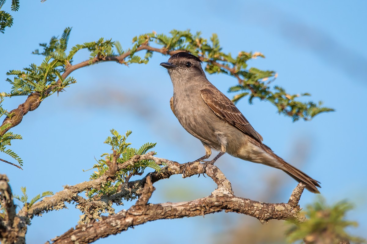 Crowned Slaty Flycatcher - ML513683131