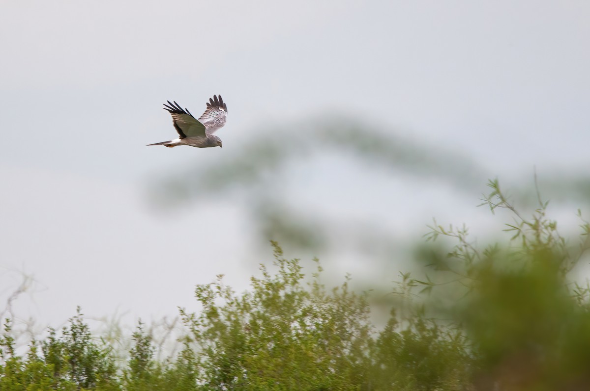 Cinereous Harrier - ML513683591