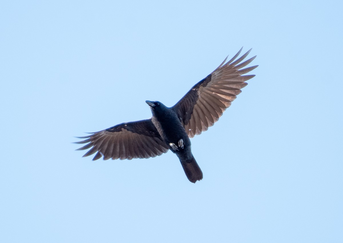 American Crow - ML513684471