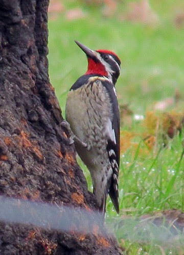 Red-naped Sapsucker - ML51368551