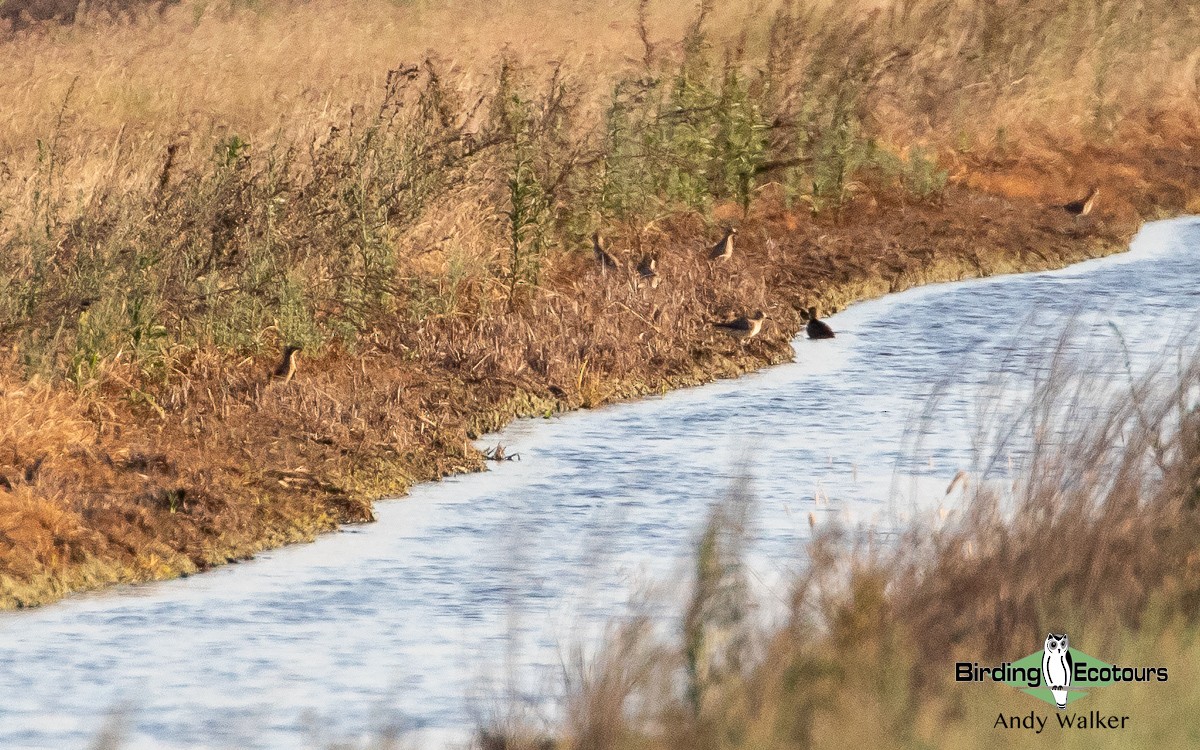 Oriental Pratincole - ML513686331