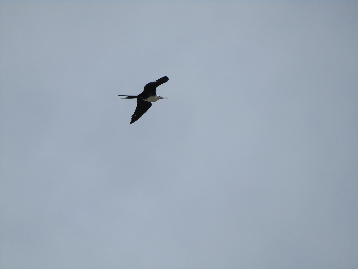 Magnificent Frigatebird - Iza Alencar