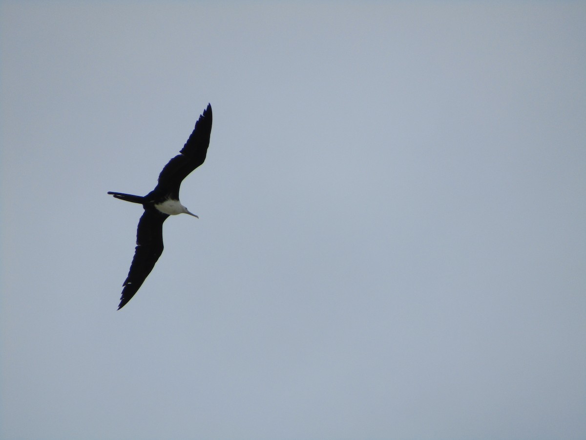 Magnificent Frigatebird - ML513687131