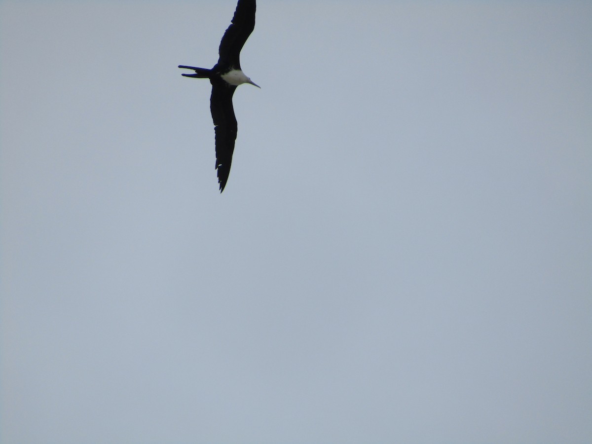 Magnificent Frigatebird - Iza Alencar