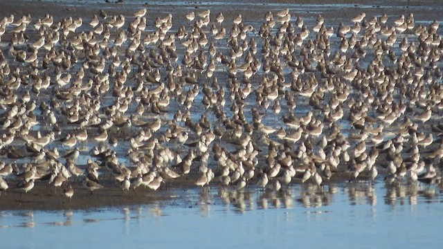 Western Sandpiper - ML513687321