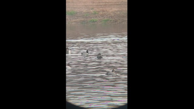 Canvasback x Ring-necked Duck (hybrid) - ML513687671