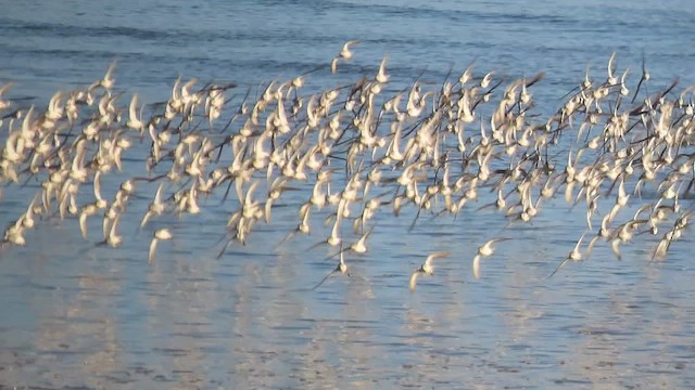 Western Sandpiper - ML513688041