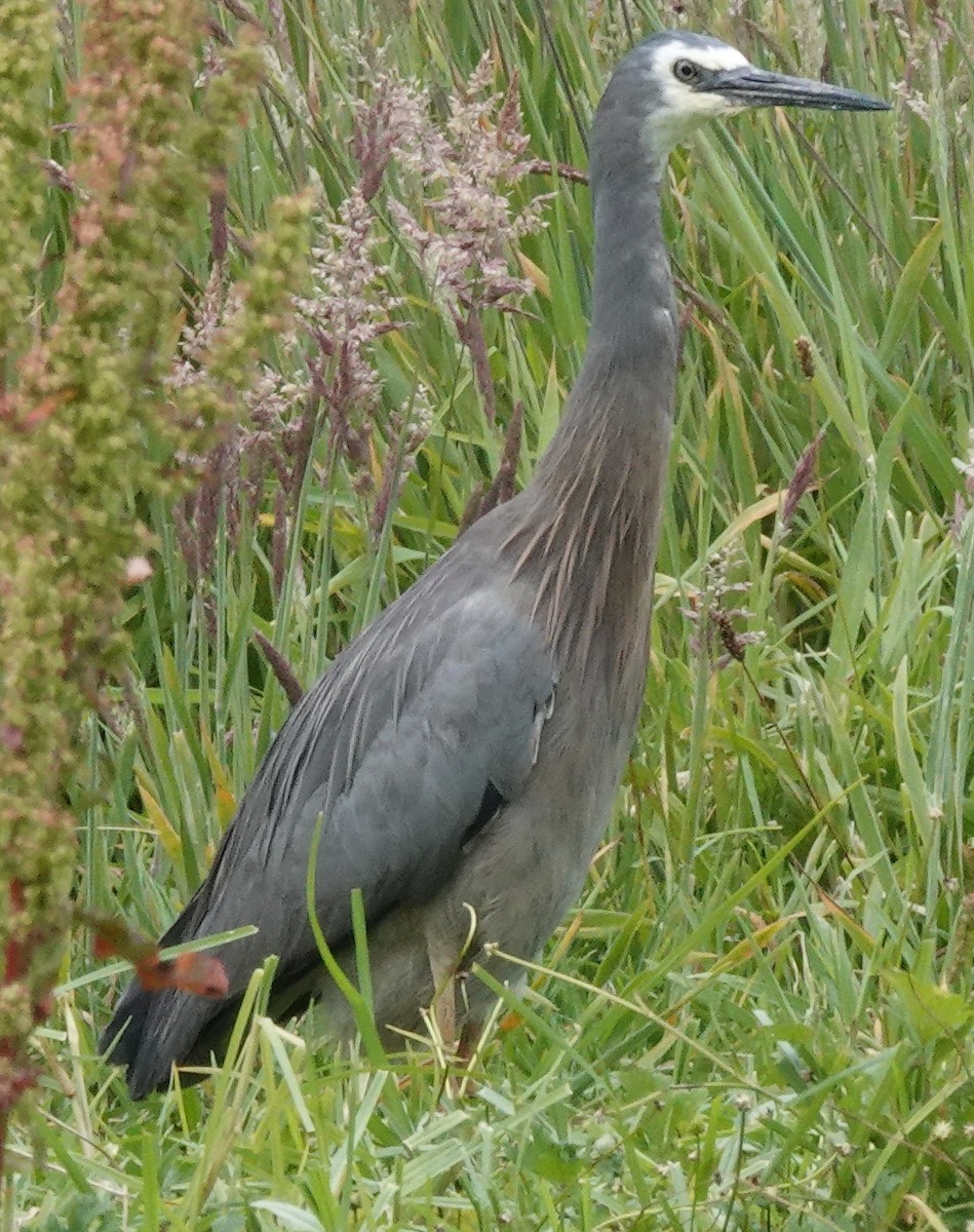 White-faced Heron - ML513688731