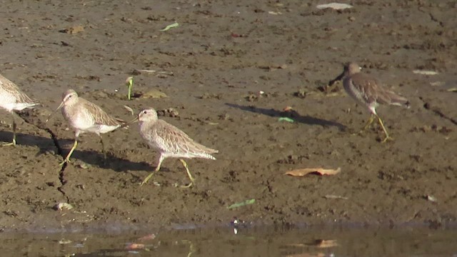 Short-billed Dowitcher - ML513689761