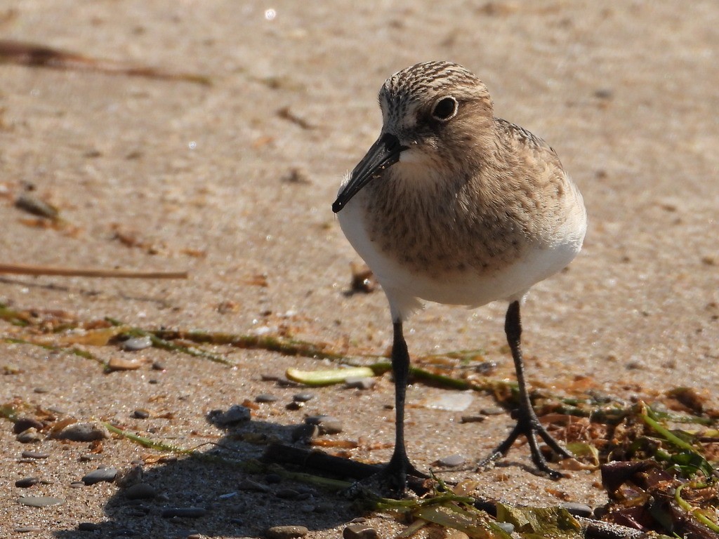 Baird's Sandpiper - Liam Thorne