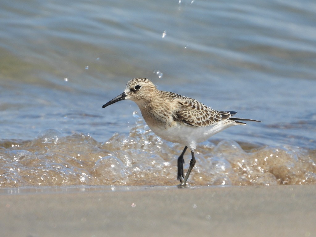 Baird's Sandpiper - ML513690681