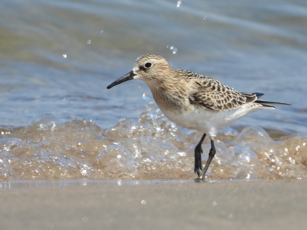 Baird's Sandpiper - Liam Thorne