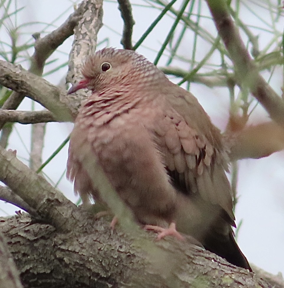 Common Ground Dove - ML513690791