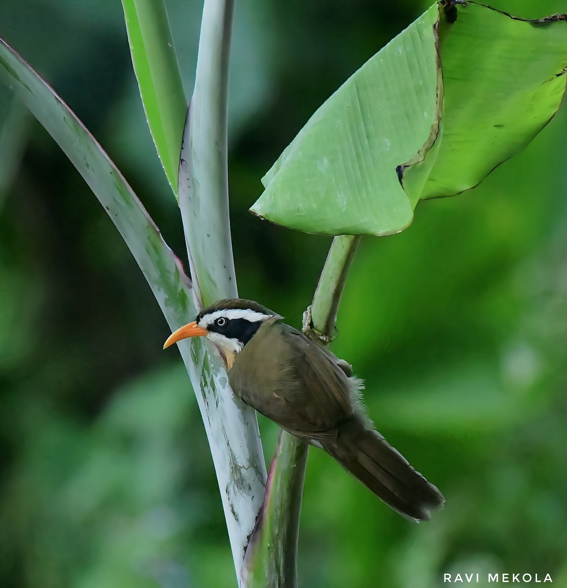 Black-crowned/Brown-crowned Scimitar-Babbler - ML513690971