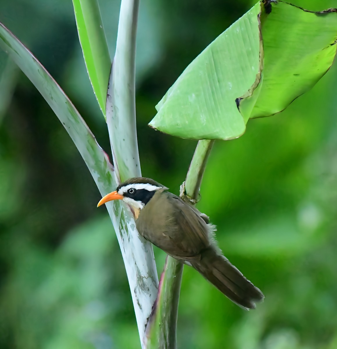 Black-crowned/Brown-crowned Scimitar-Babbler - ML513691031