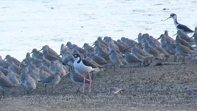 kortnebbekkasinsnipe - ML513691041