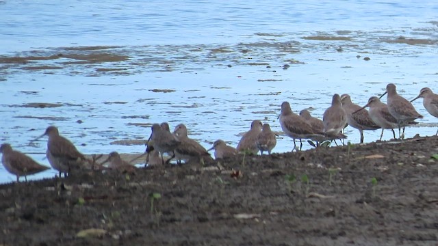 Short-billed Dowitcher - ML513691101