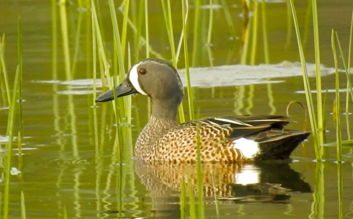 Blue-winged Teal - Van Remsen