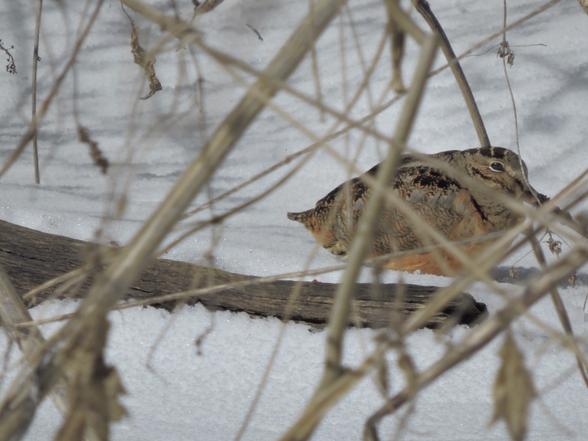 American Woodcock - ML51369221