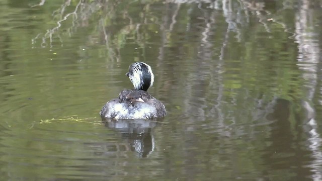 Hoary-headed Grebe - ML513692391