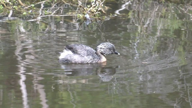 Hoary-headed Grebe - ML513692491