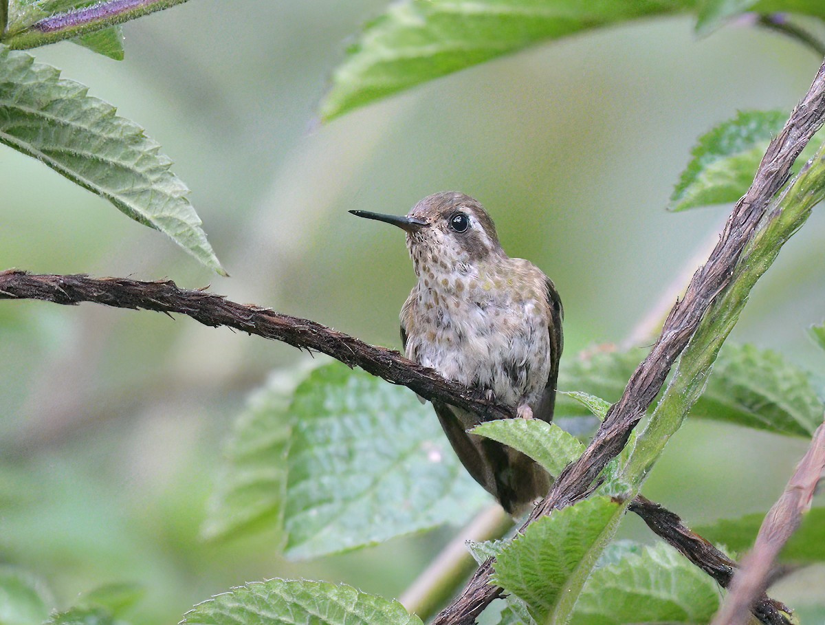 Speckled Hummingbird - David Swain