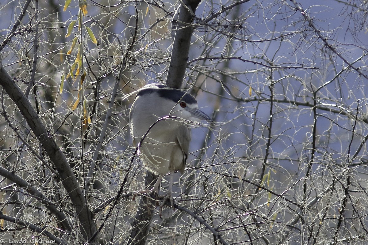 Black-crowned Night Heron - ML513695091