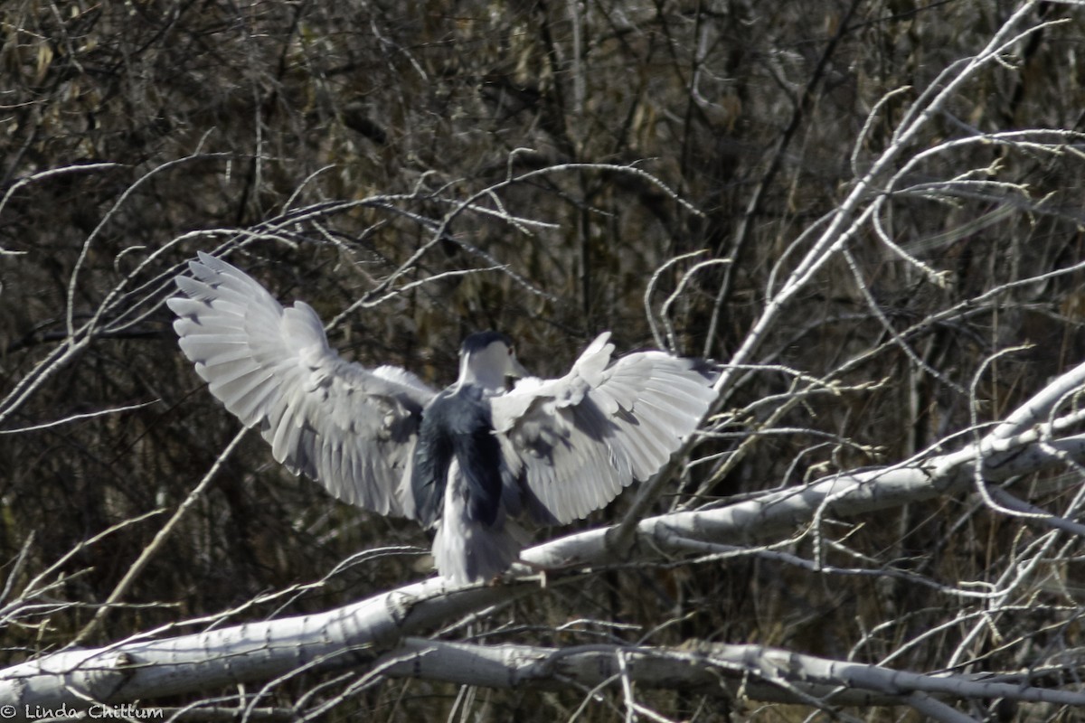 Black-crowned Night Heron - ML513695101