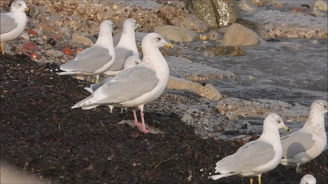 Gaviota Groenlandesa (kumlieni) - ML513695551