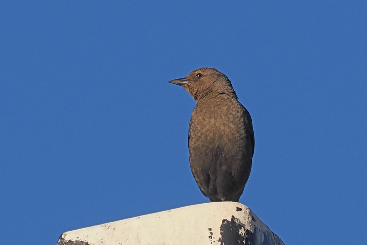 Brewer's Blackbird - Donna Pomeroy