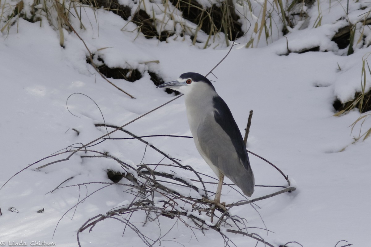 Black-crowned Night Heron - ML513696331