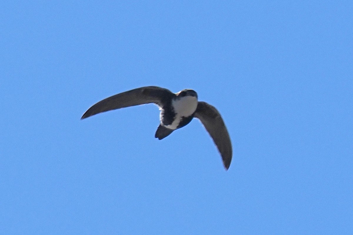 White-throated Swift - Donna Pomeroy