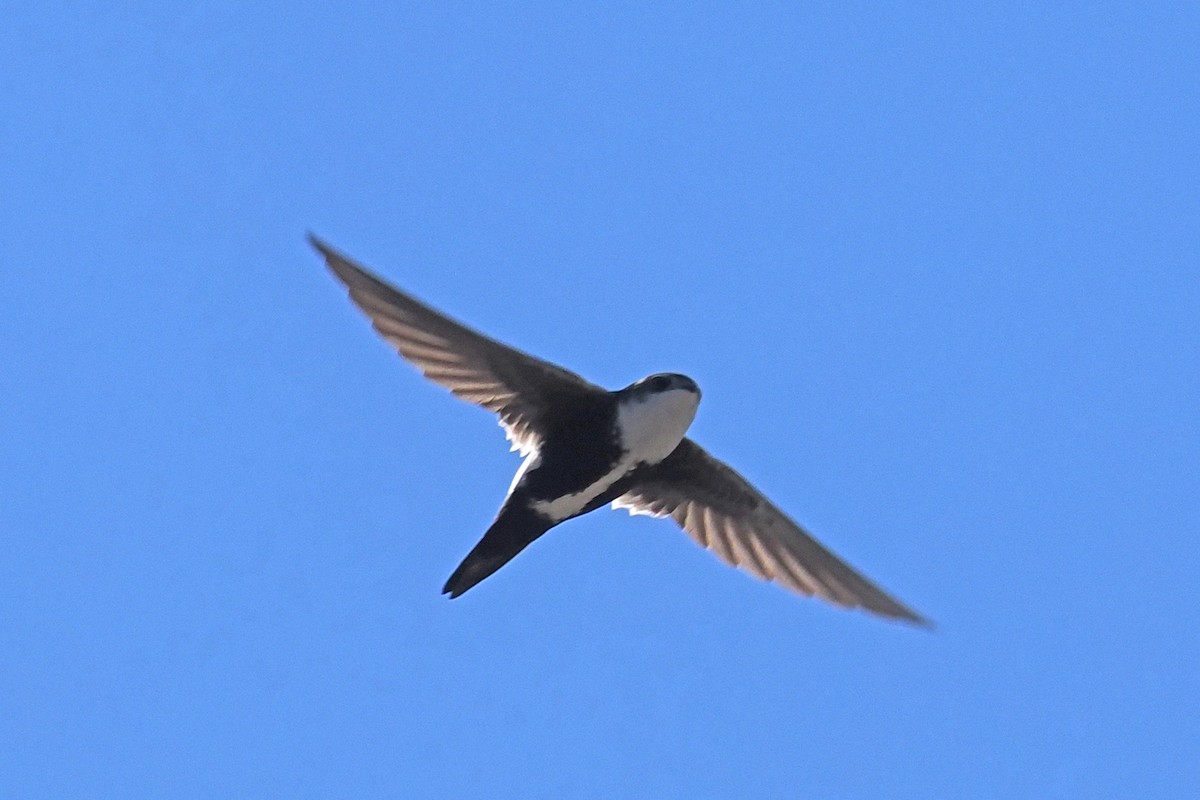 White-throated Swift - Donna Pomeroy