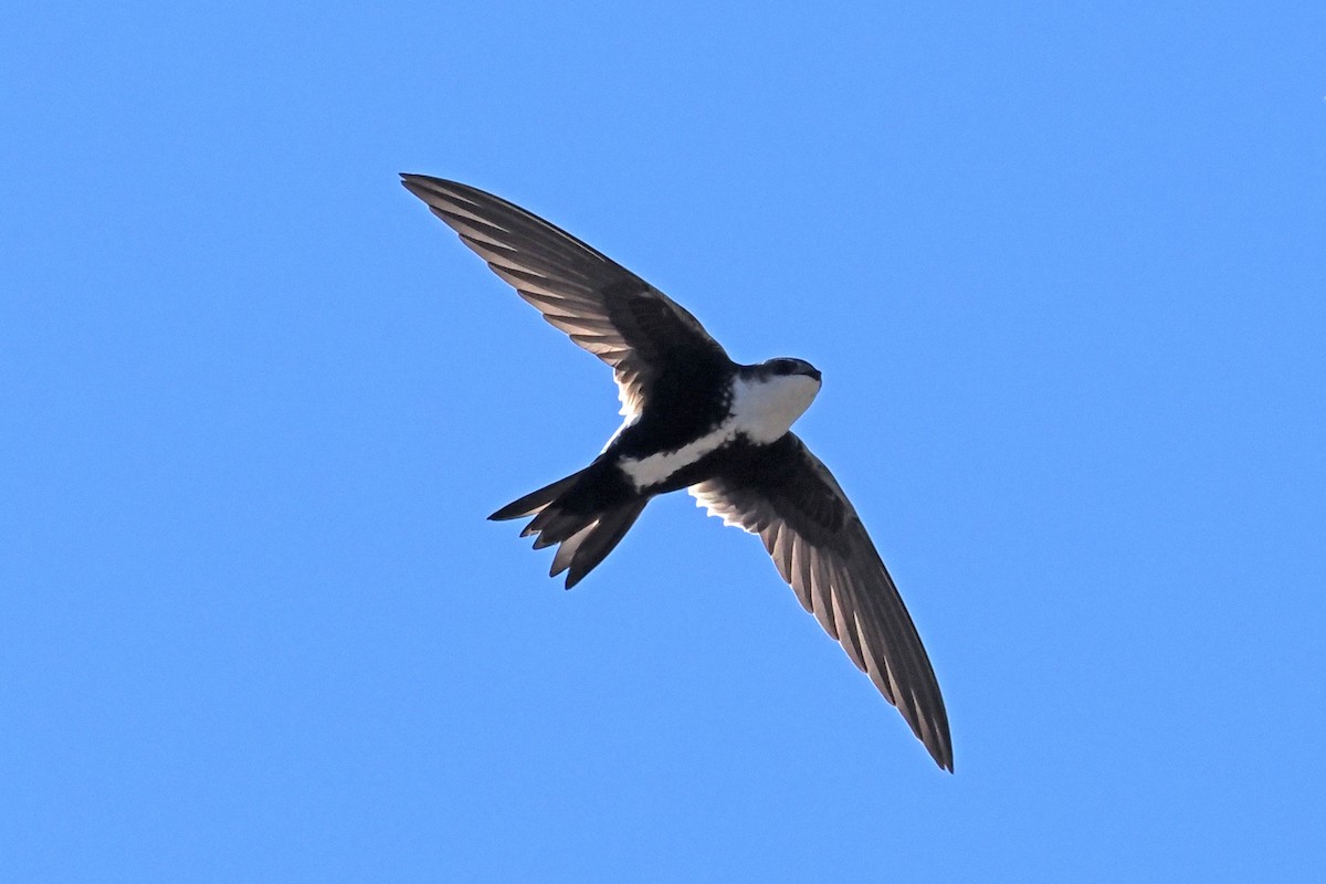 White-throated Swift - Donna Pomeroy