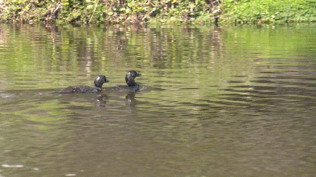 Musk Duck - ML513699521