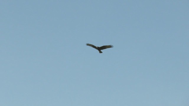 Swamp Harrier - ML513702501