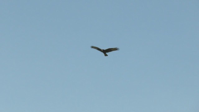 Swamp Harrier - ML513702501