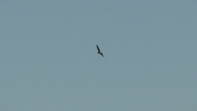 Swamp Harrier - ML513702541