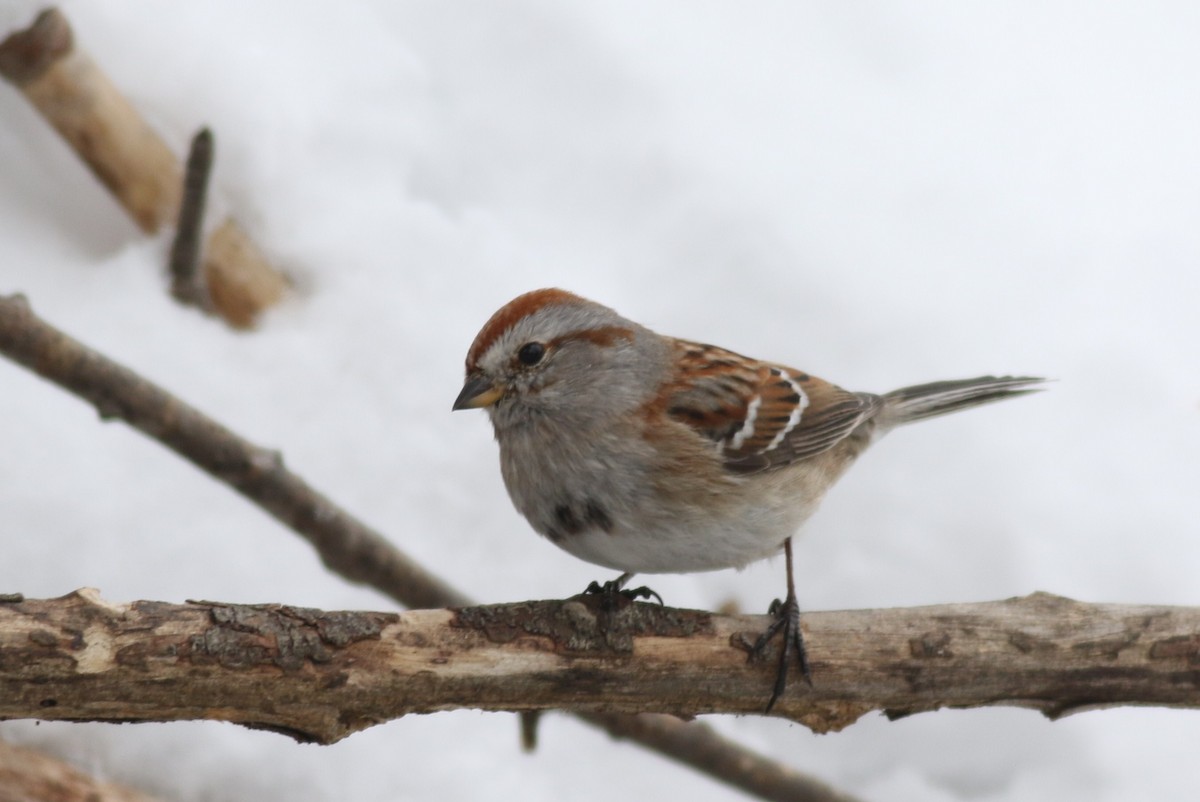 American Tree Sparrow - Margaret Viens