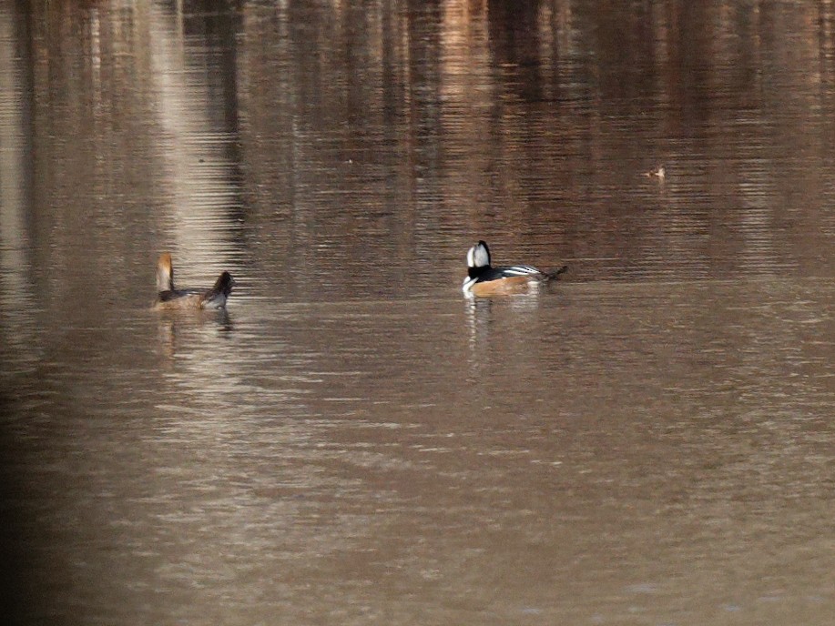 Hooded Merganser - ML513704481