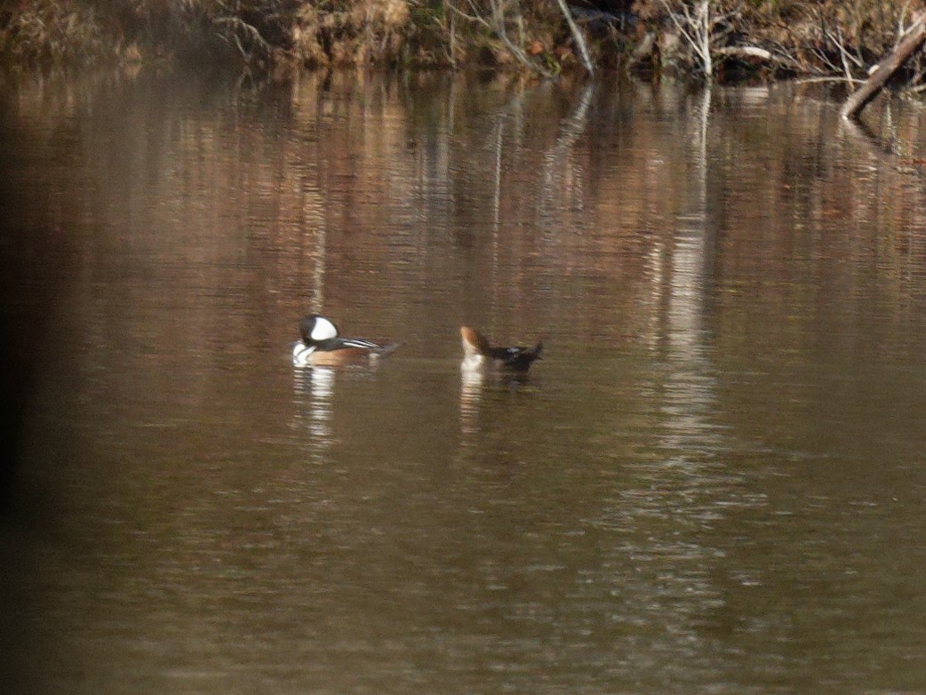 Hooded Merganser - ML513704501