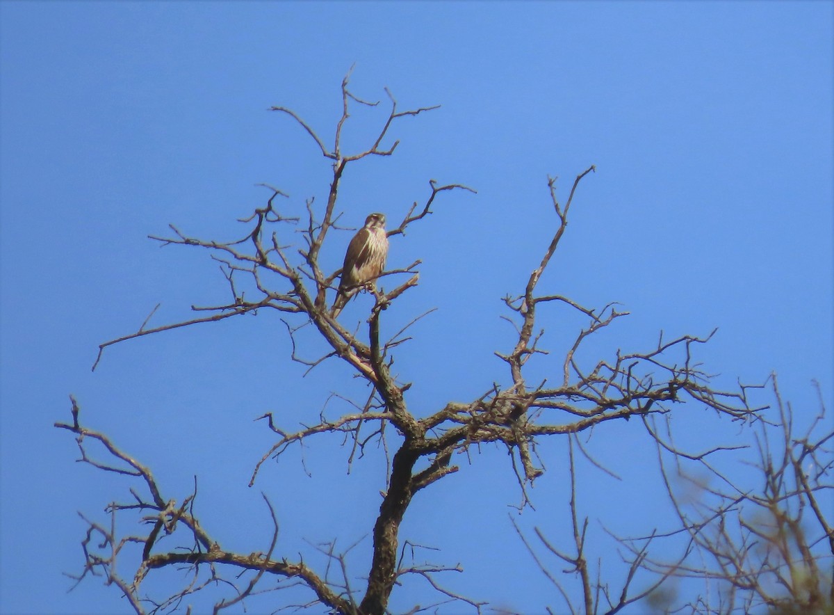 Prairie Falcon - ML513704601