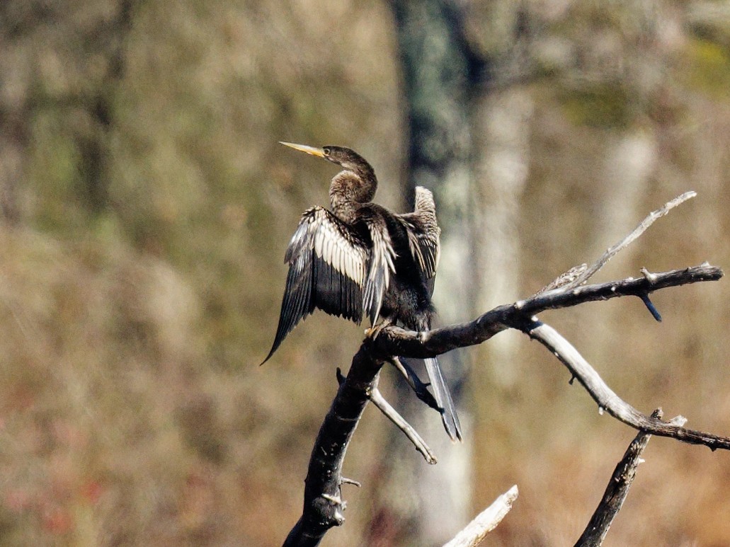 Anhinga Americana - ML513704691