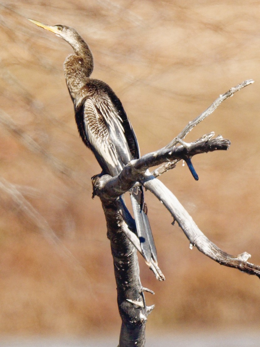 Amerika-Schlangenhalsvogel - ML513704741