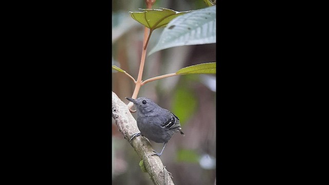 Plain-throated Antwren - ML513704761