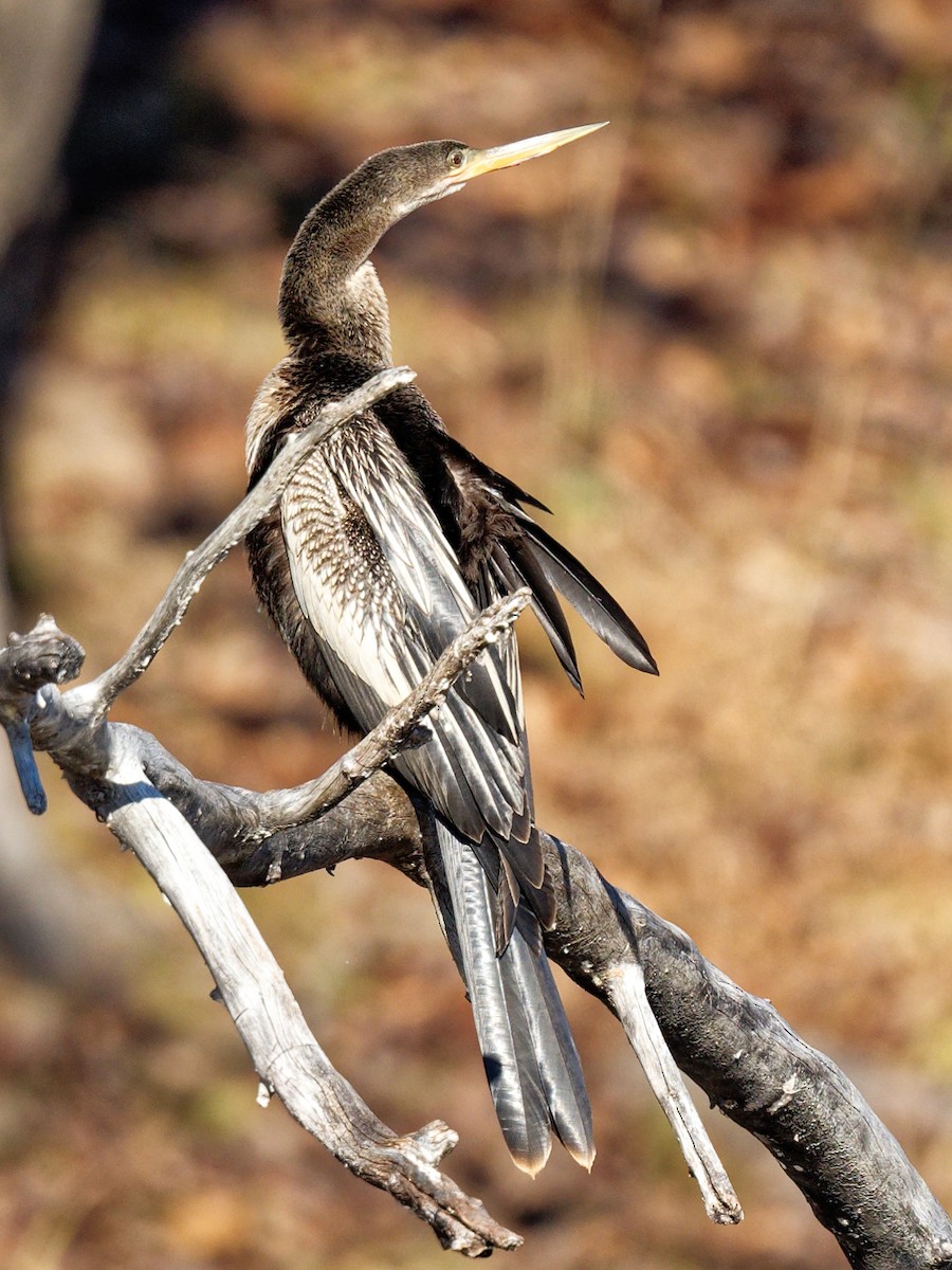 Anhinga - Clyde Wilson