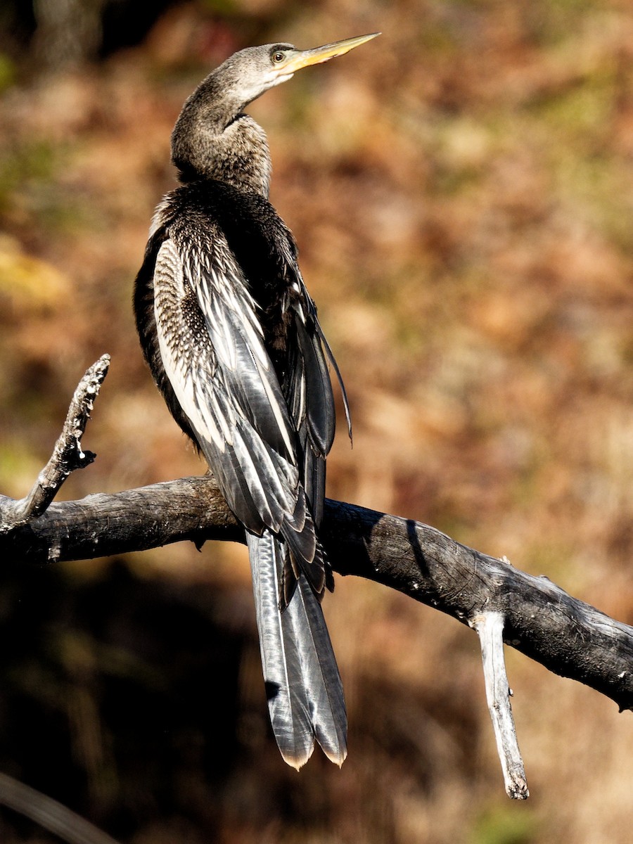 Anhinga Americana - ML513704851