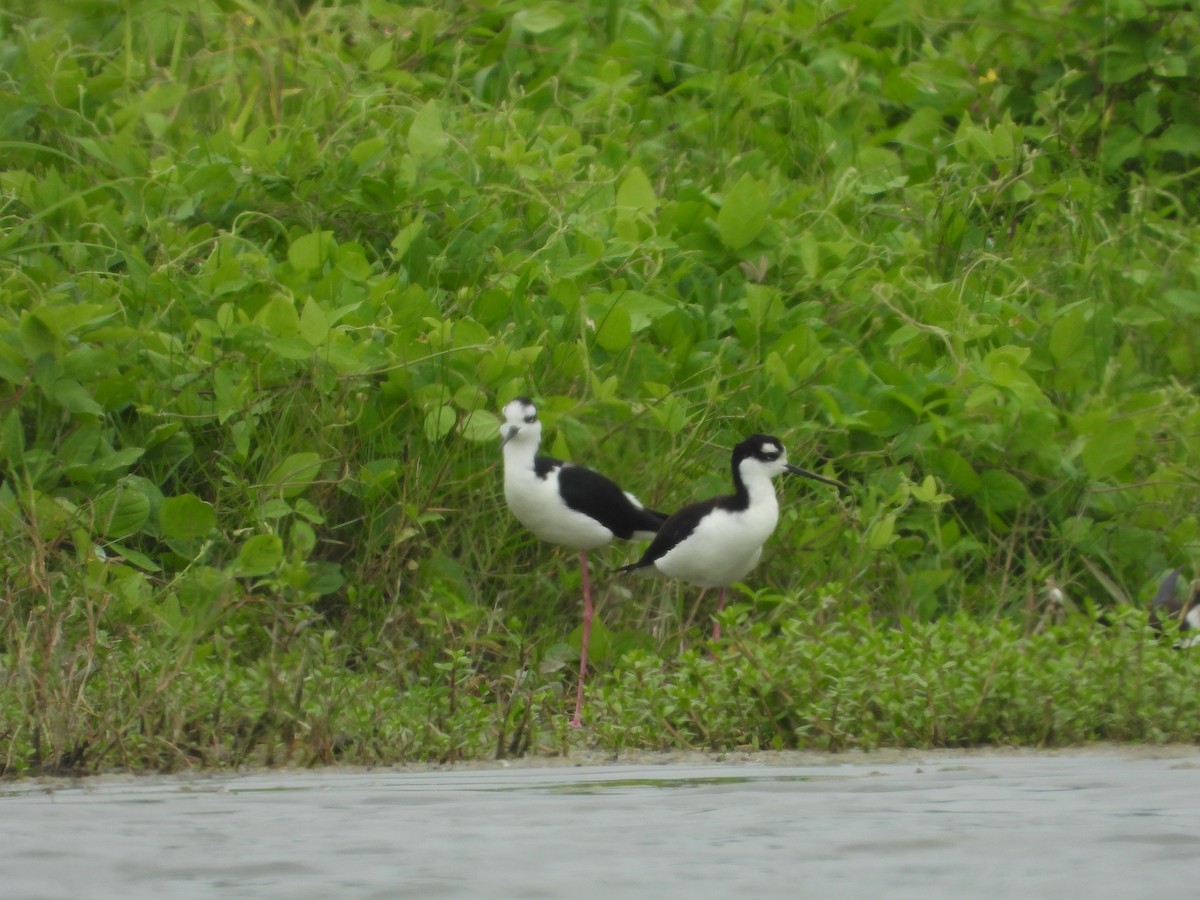 Black-necked Stilt - ML513704971