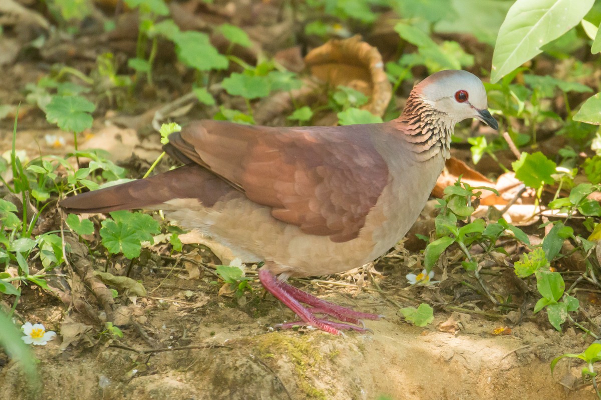 White-faced Quail-Dove - ML51370711