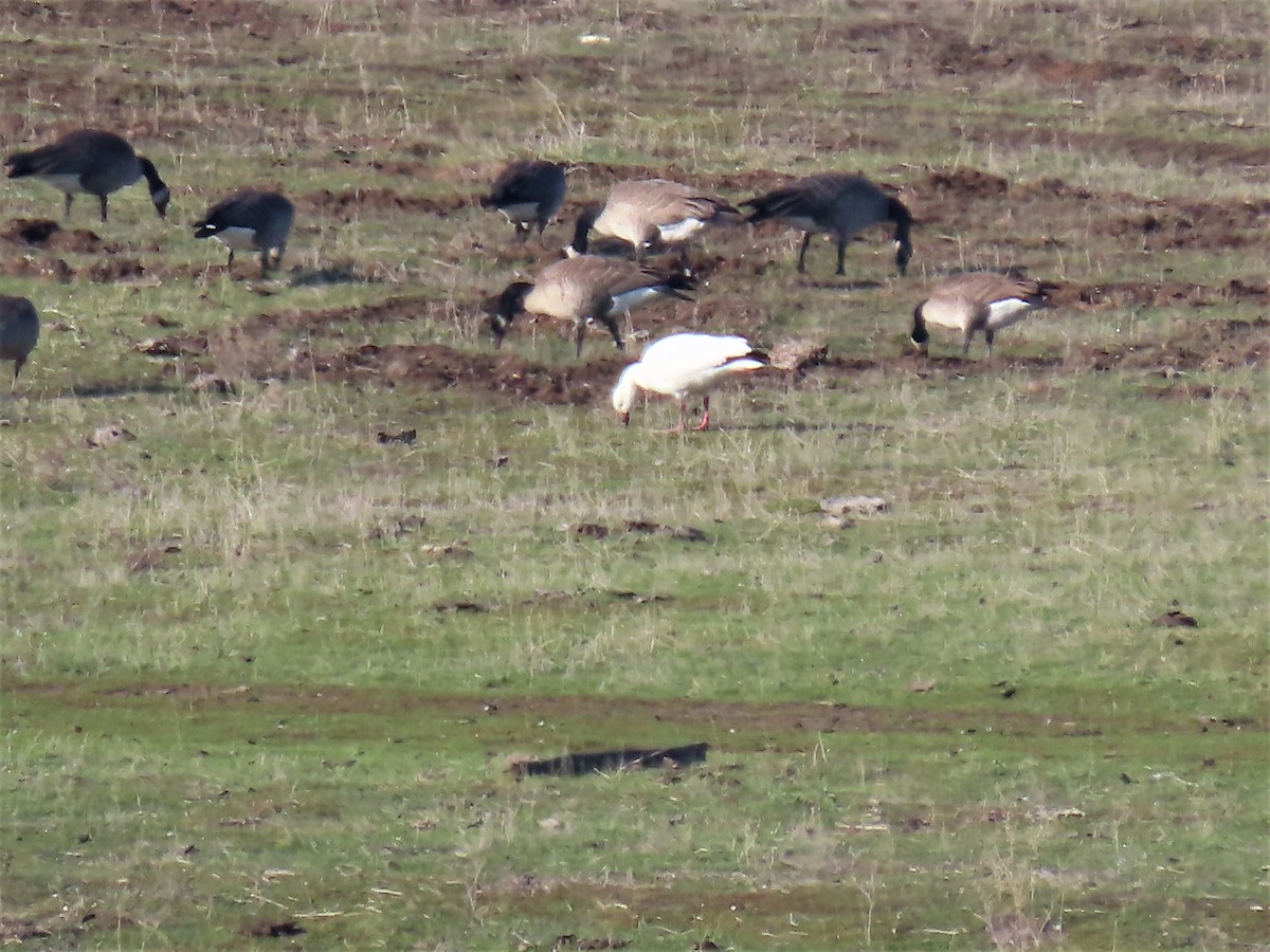 Snow Goose - ML513707471